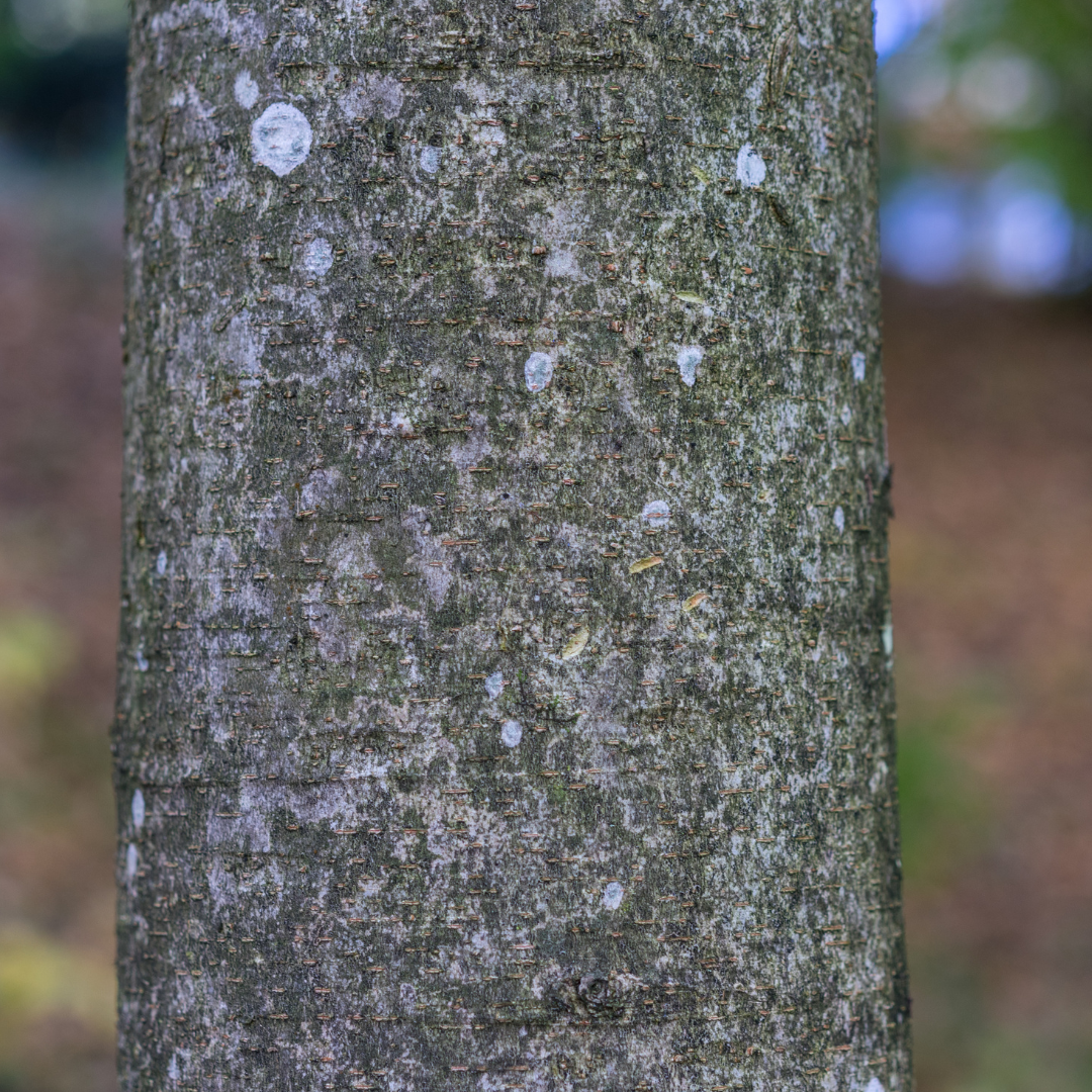 Sawleaf Zelkova