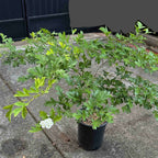 Ren Azarole Hawthorn