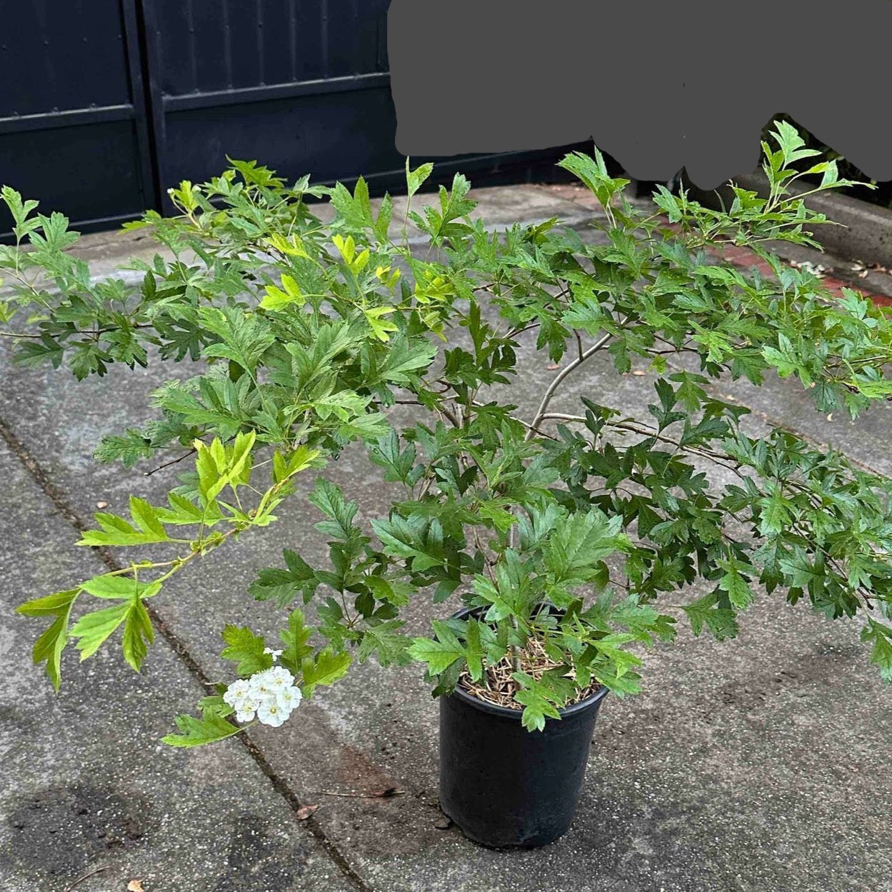 Ren Azarole Hawthorn
