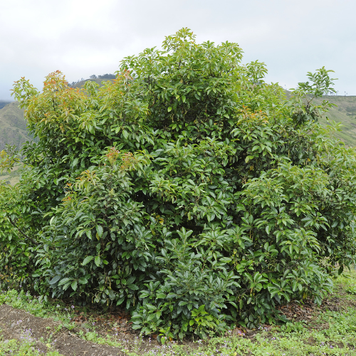 Hass Avocado