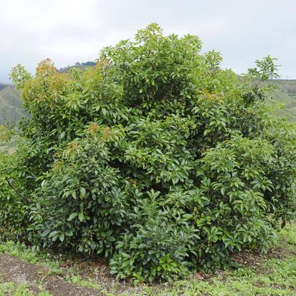 Avocado Tree - Hass