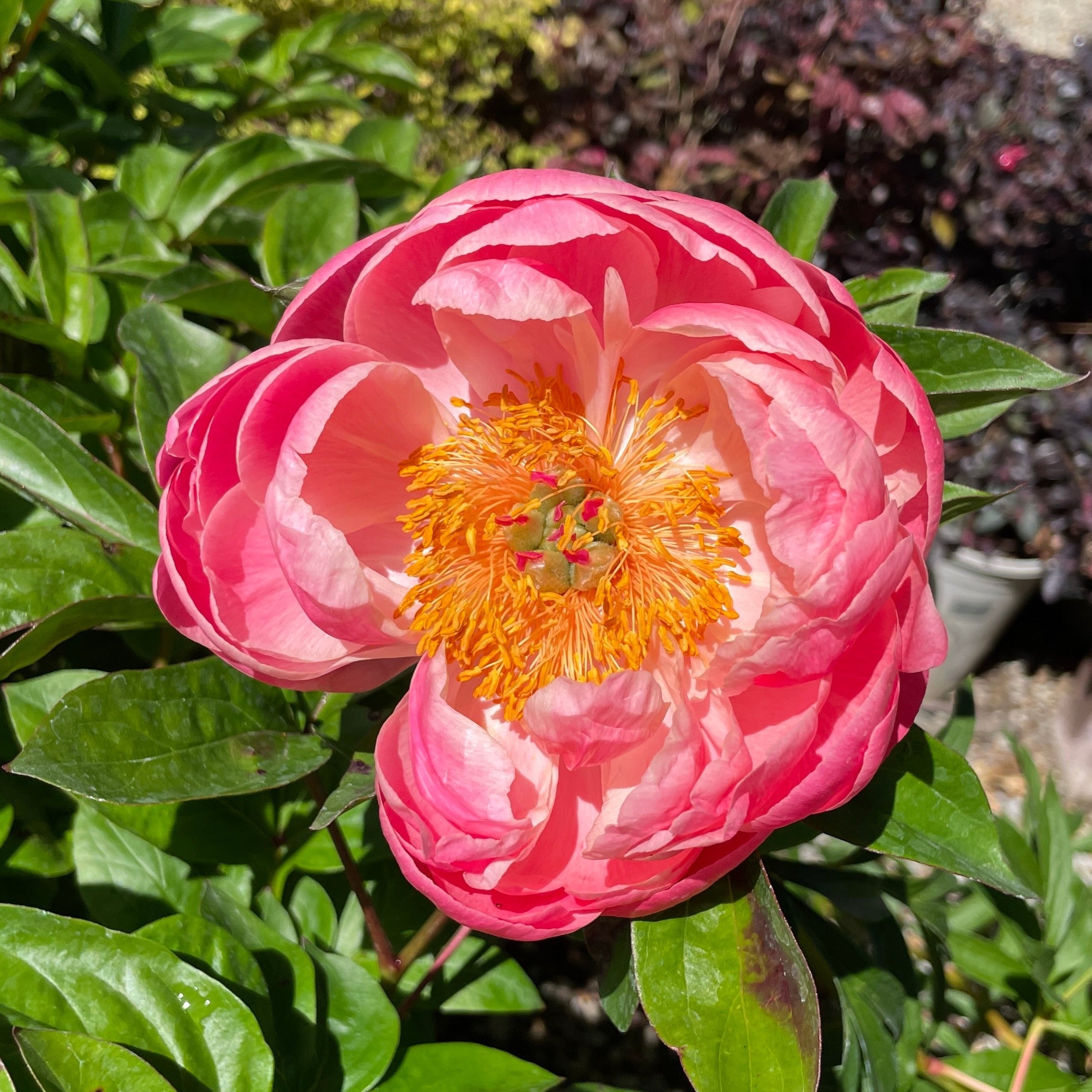 芍药-红花莎拉
