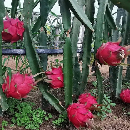 Dragon Fruit-Taiwan Red