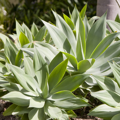 Agave-Fox Tail