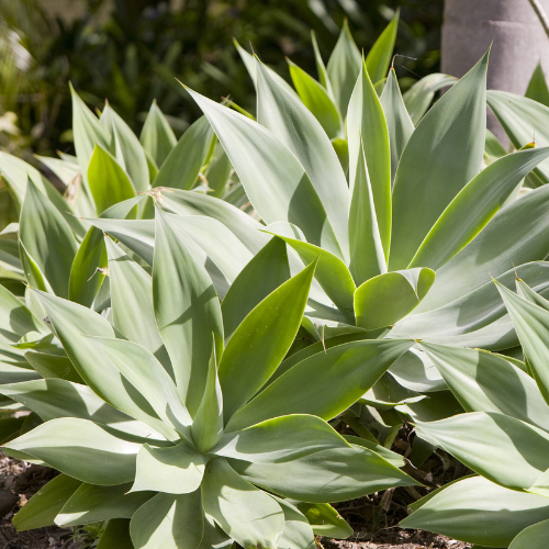 Fox Tail Agave
