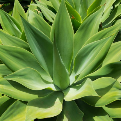 Agave-Fox Tail