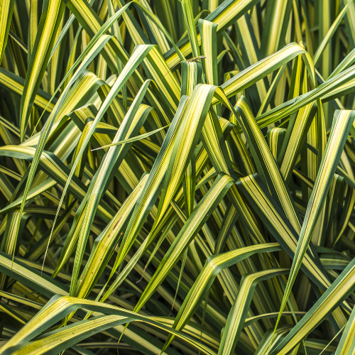 Grass-Golden Edged Cyperus