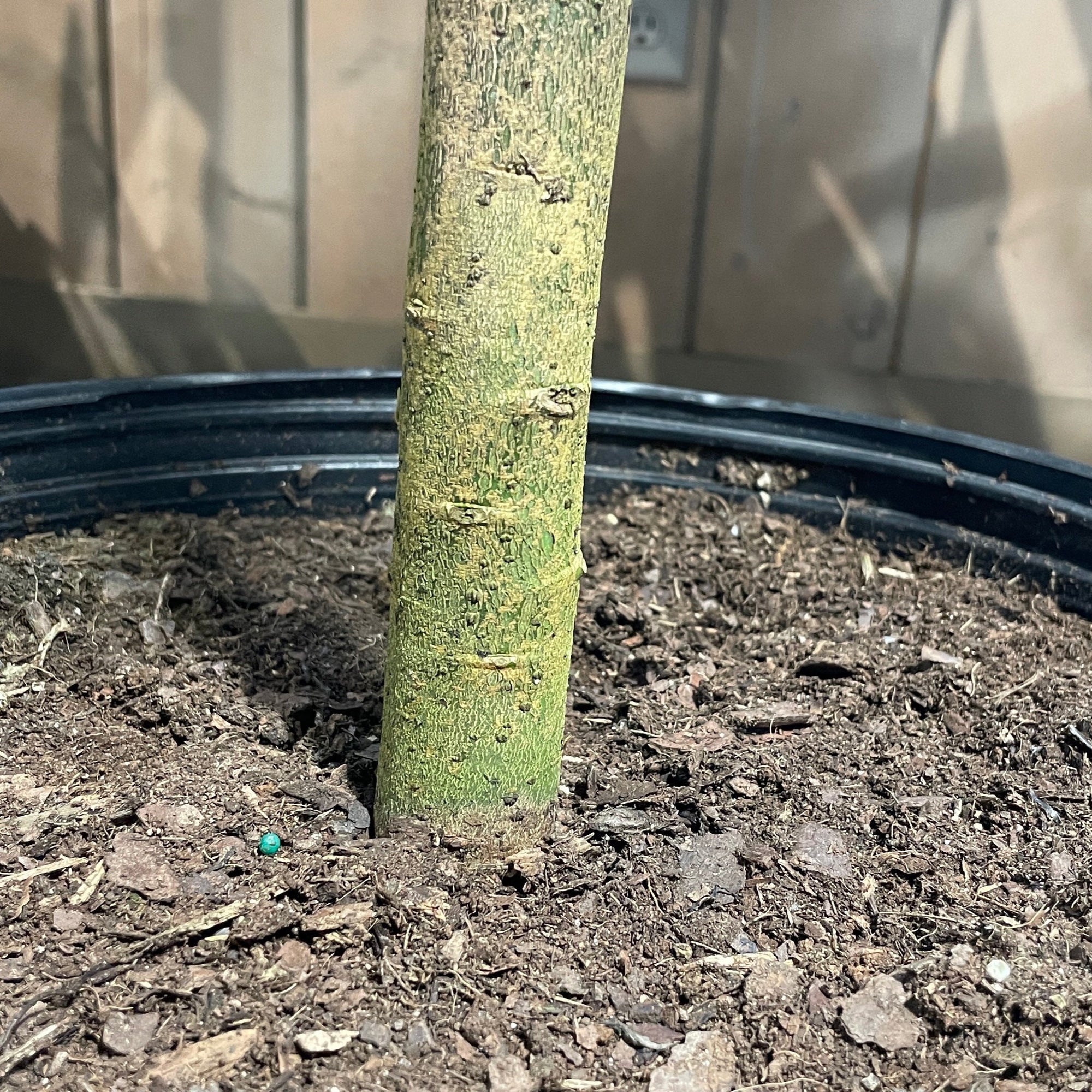 Cinnamon Tree