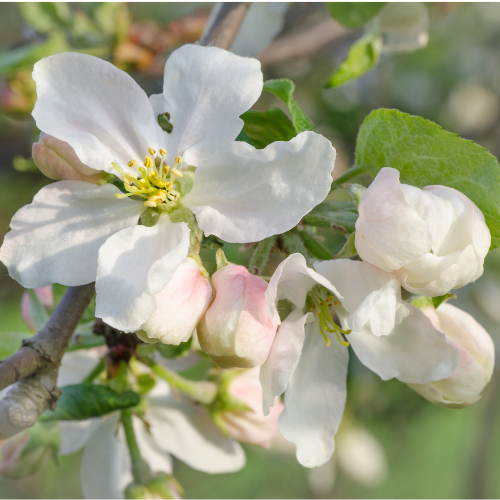 Gala Apple