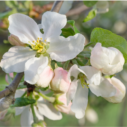 Apple Tree - Gala Apple