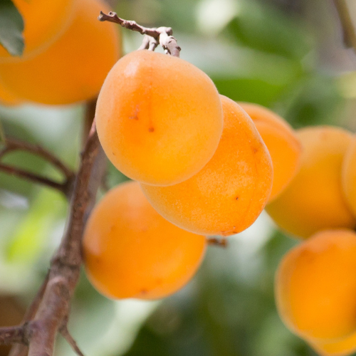 Apricot Tree-Kinquist Apricot