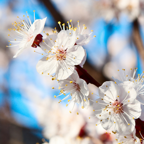 Chineae (Mormon) Apricot