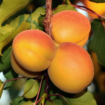 Apricot Tree - Katie Apricot