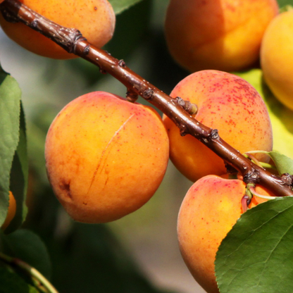 Apricot Tree-Flavored Apricot Plum