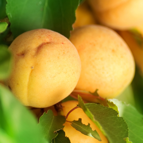 Moorpark Apricot