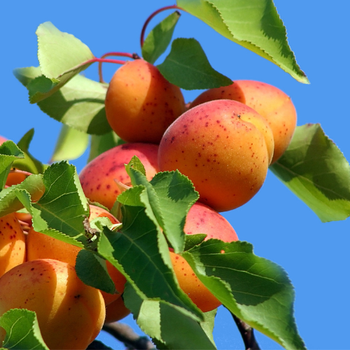 Chineae (Mormon) Apricot