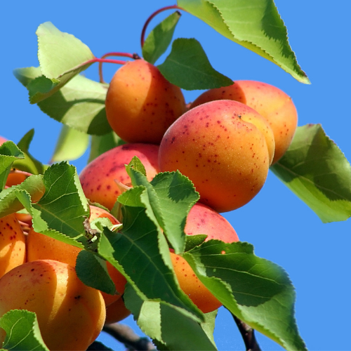 Apricot Tree - Chinese Prunus Armeniaca