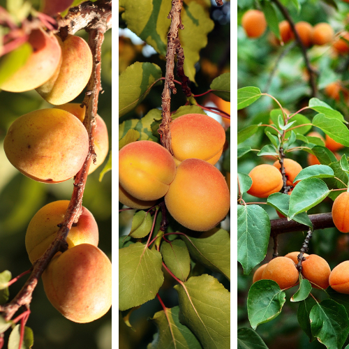 Apricot 3-in-1
