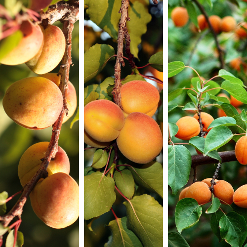 Apricot Tree-Three in One