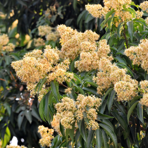 Lychee Tree - Brewster Lychee