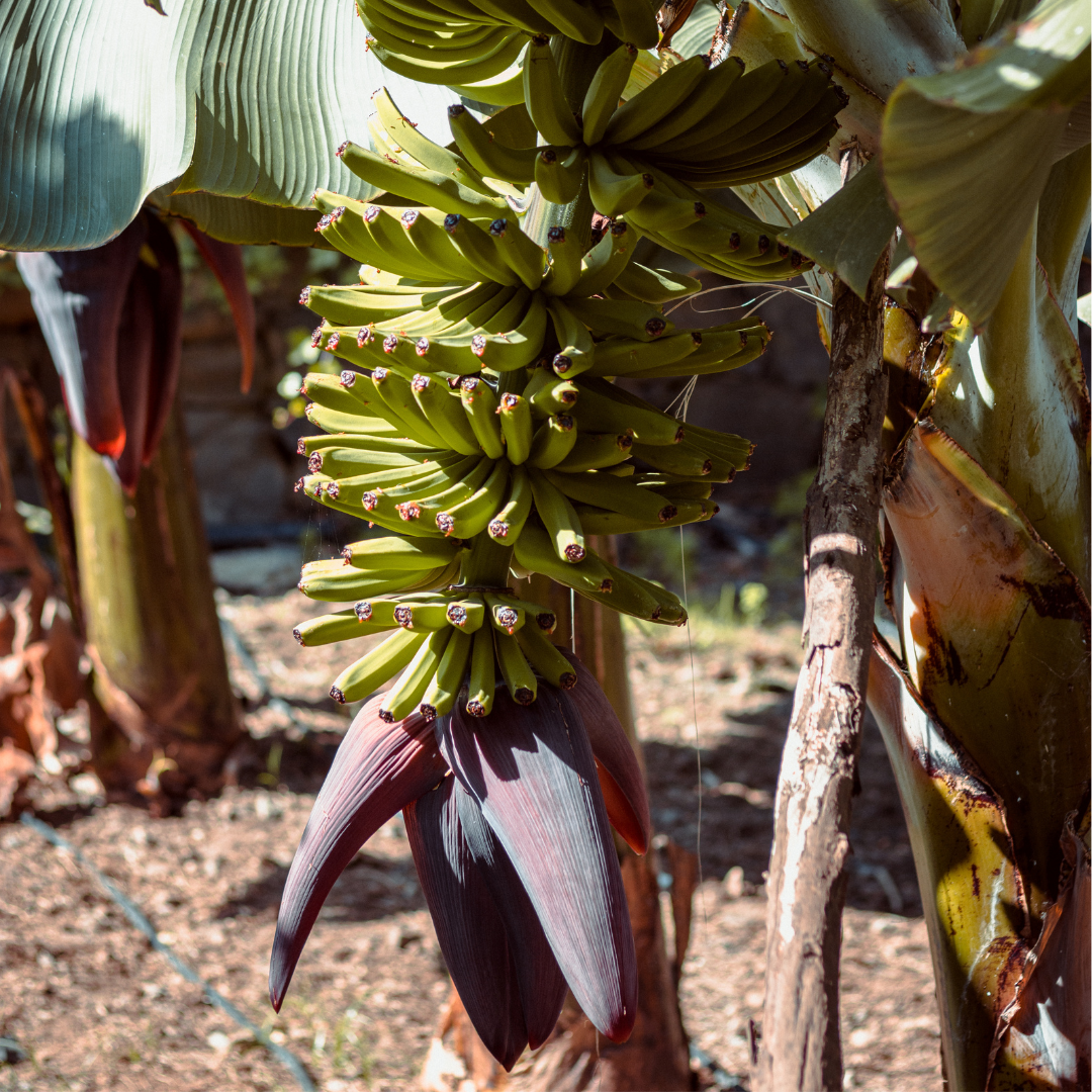 Banana saplings