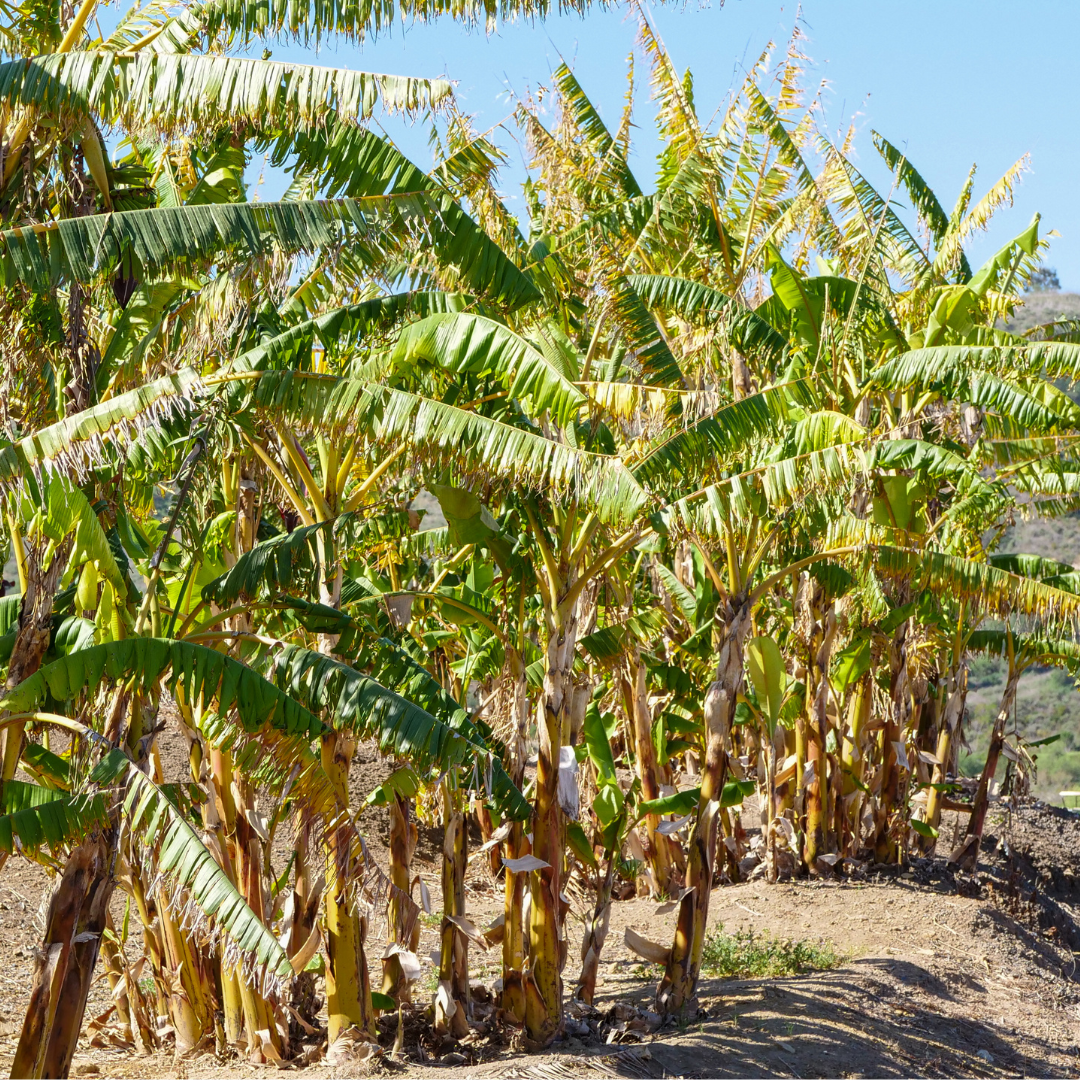 Banana saplings