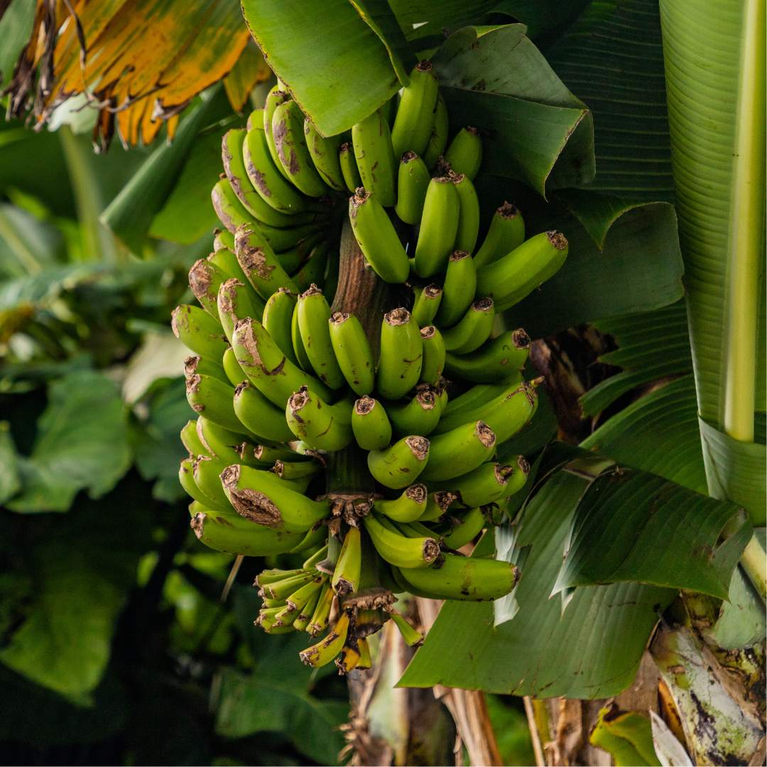 Banana saplings