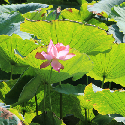 Lotus-Avalokitesvara