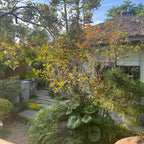 湾区住宅庭院植物设计与自然式花园搭配案例 Bay Area residential garden design with layered planting