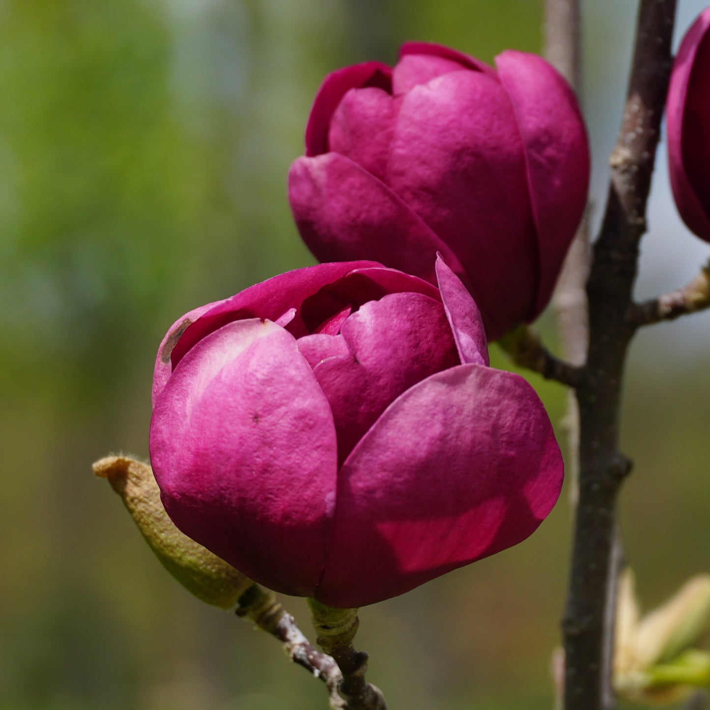 Magnolia Tree - Purple Magnolia