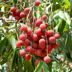 Brewster Lychee