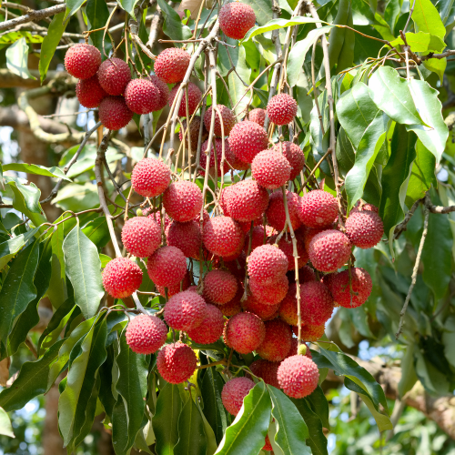 Lychee Tree - Brewster Lychee