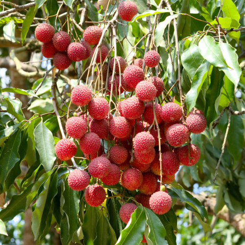 Brewster Lychee