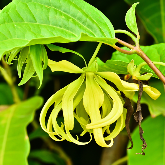 Evergreen Flower Tree-Ylang-Ylang