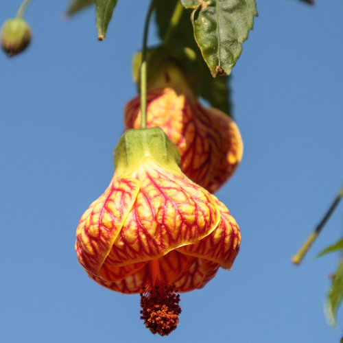 Lantern flower-Golden bell flower