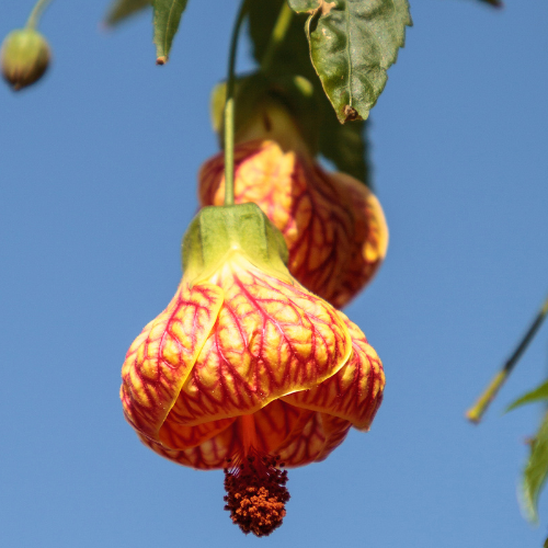 Red Vein Indian Mallow