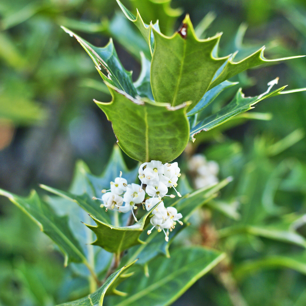 Osmanthus Gulftide