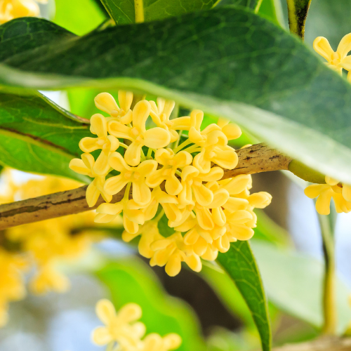Yellow Flowering Fragrant Tea Olive