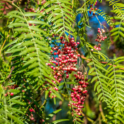 Rhus - California Pepper Tree