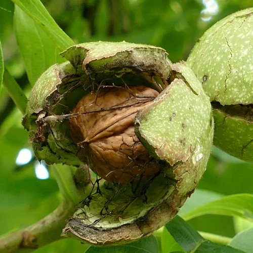 Nut Trees - Walnut Trees