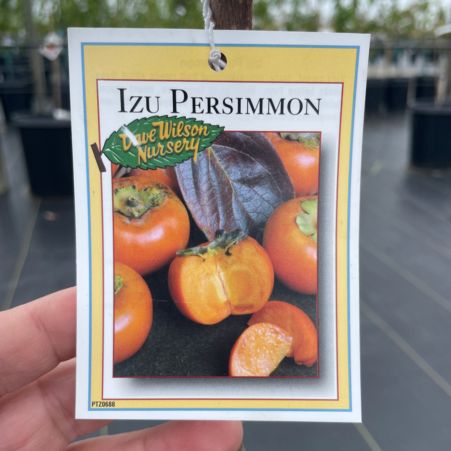 Persimmon Tree-Izu Sweet Crisp Persimmon 