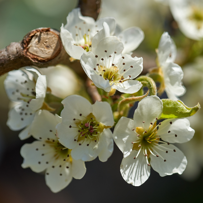 Black Tartarian Cherry