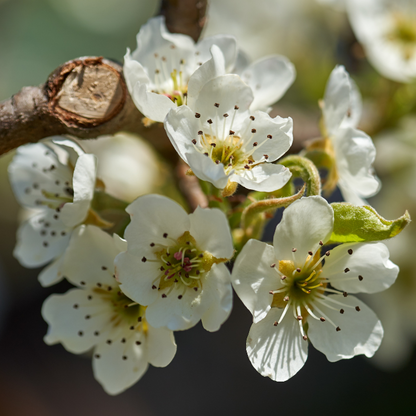 Cherry Trees – Black Tartar Sweet Cherries