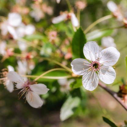 Cherry Trees – Stella Sweet Cherry