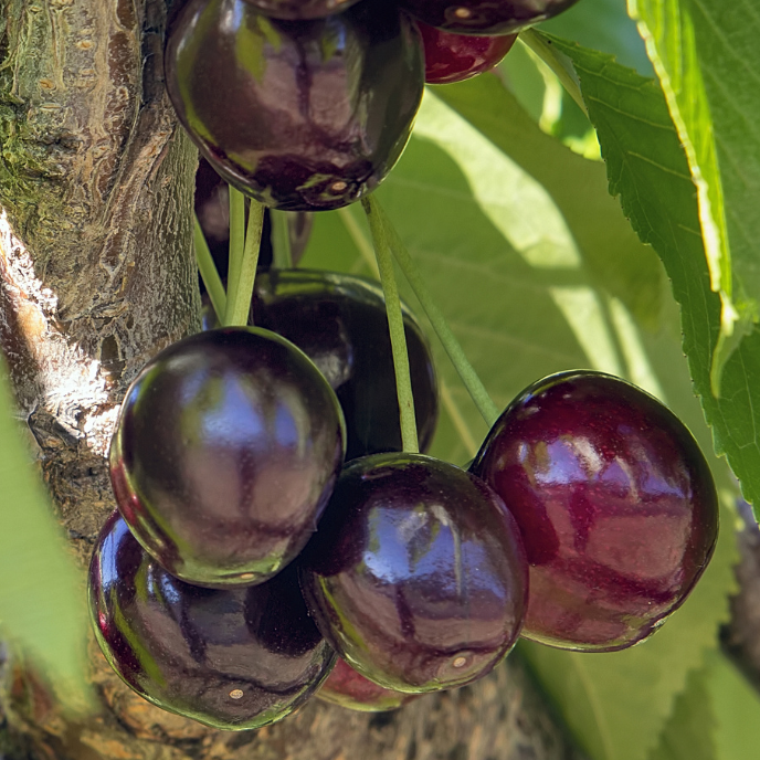 Cherry Trees – Black Tartar Sweet Cherries