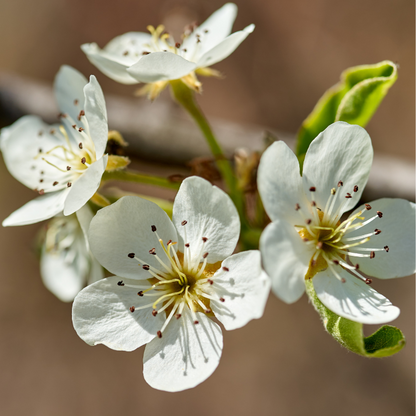 Cherry Tree-Coral Champagne Cherry