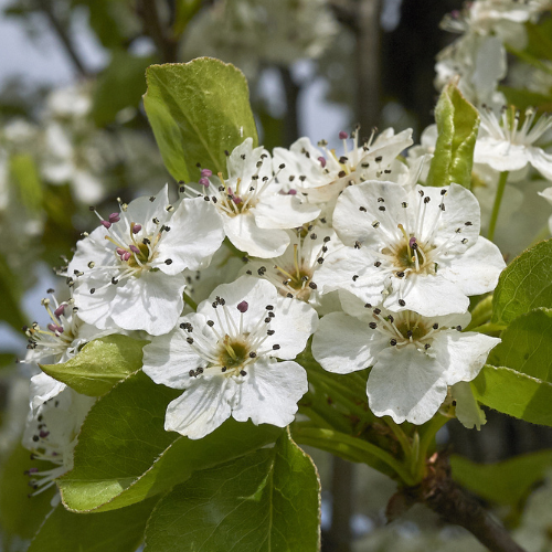 Sichuan Pear Flower Tree-Evergreen Pear