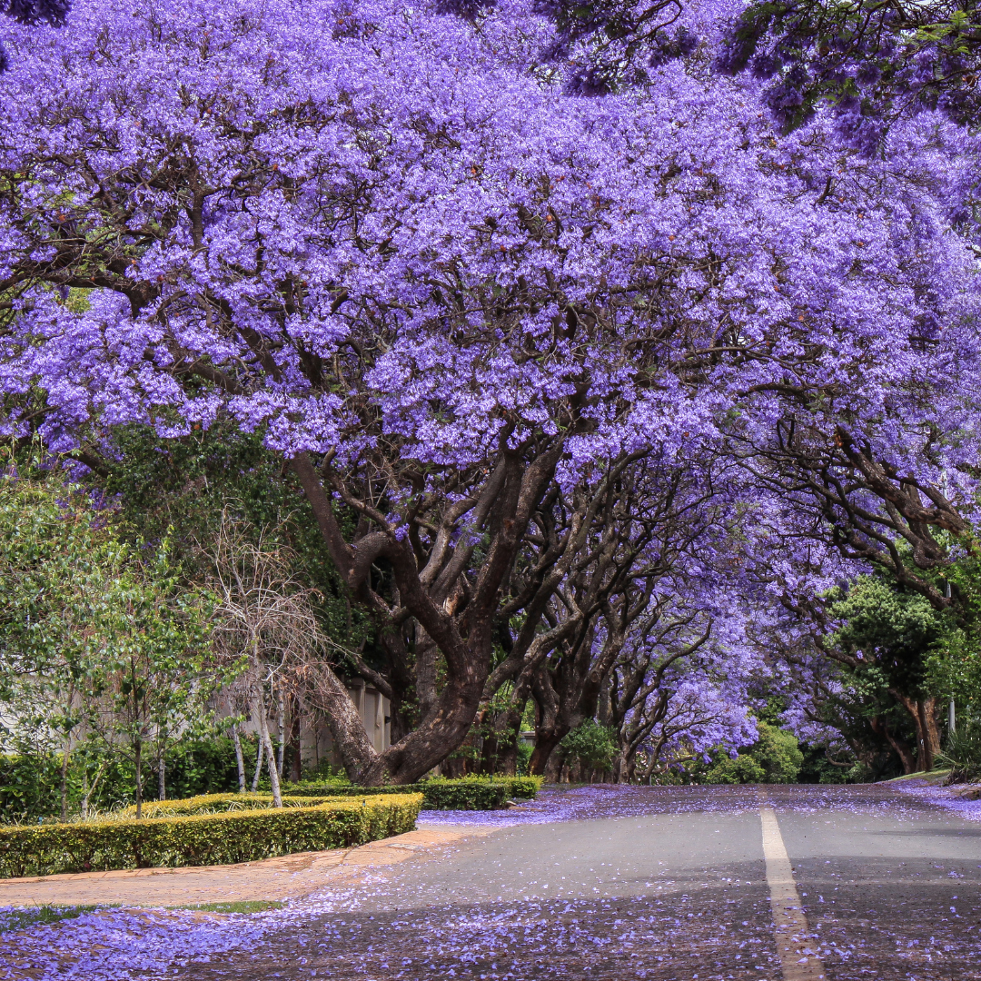 Semi-evergreen tree - Jacaranda