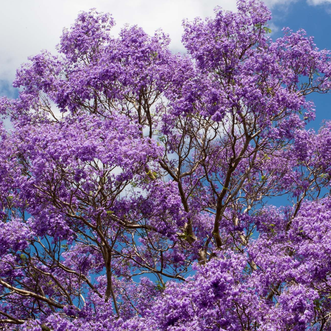 Semi-evergreen tree - Jacaranda