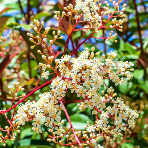 Photinia fraseri